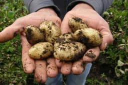 Posadite mladi krompir u martu i u junu ćete dobiti proizvod koji će vas hraniti do zime