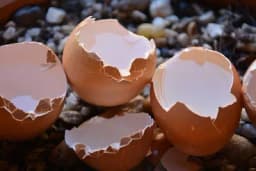 Ljuske od jaja kao dodatak ishrani biljaka