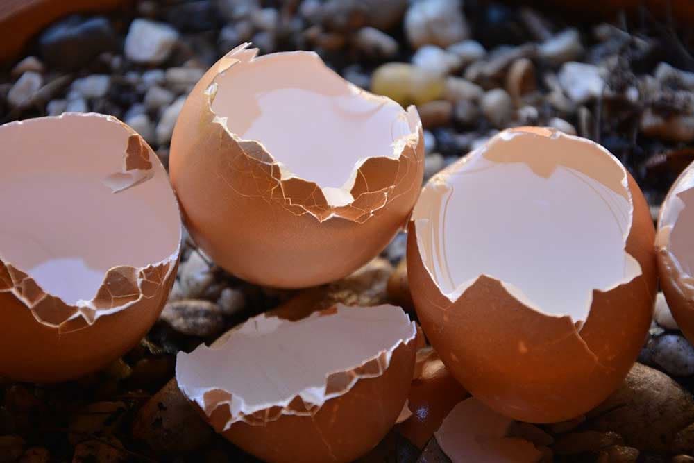 ljuske od jaja