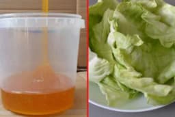 Tradicionalni recept - Oblog koji su nam BAKE PRIVIJALE na grudi sa kupusom i medom za kašalj i bronhitis