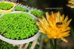 Razmnožite NEVEN pomoću njegovih LATICA