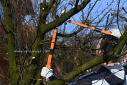 Pet grešaka prilikom rezidbe voćaka