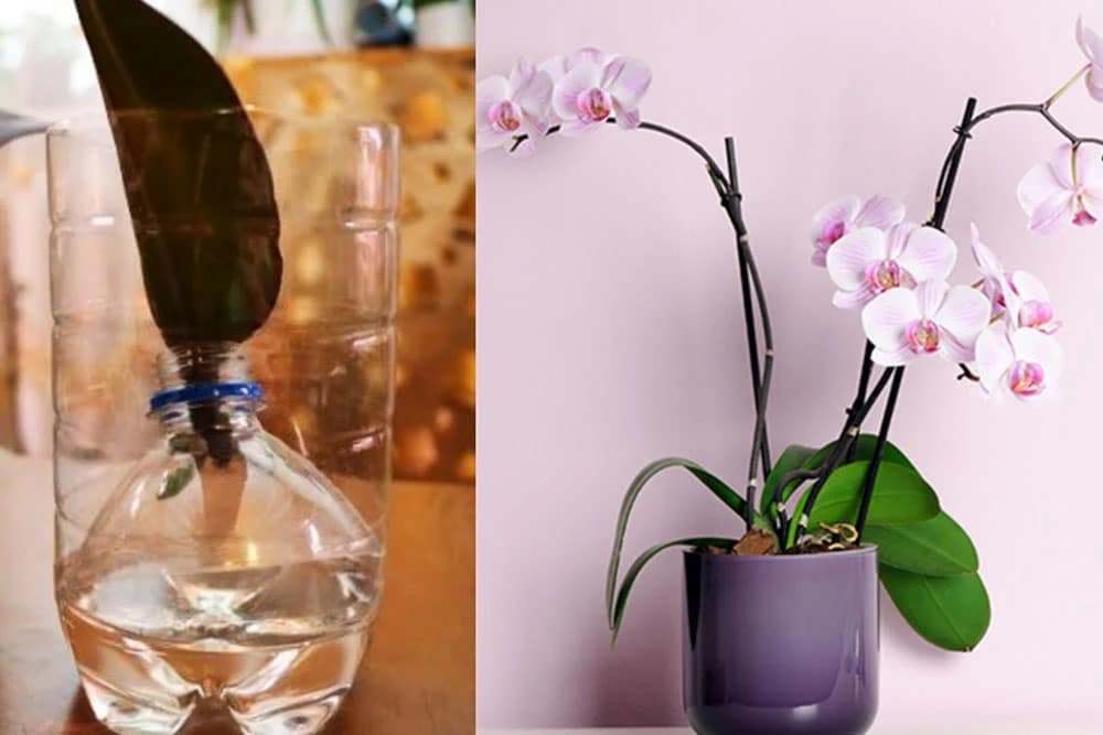 rasađivanje orhideje