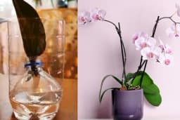 Kako rasaditi (ožiliti) orhideju - Od jednog lista do čitave biljke