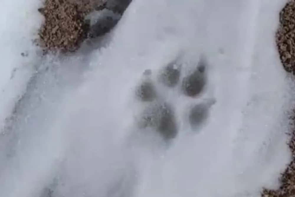 VUK ILI PAS? TRAGOVI KOJI PONEKAD ZBUNJUJU I NAJISKUSNIJE!