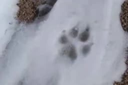 VUK ILI PAS? TRAGOVI KOJI PONEKAD ZBUNJUJU I NAJISKUSNIJE!