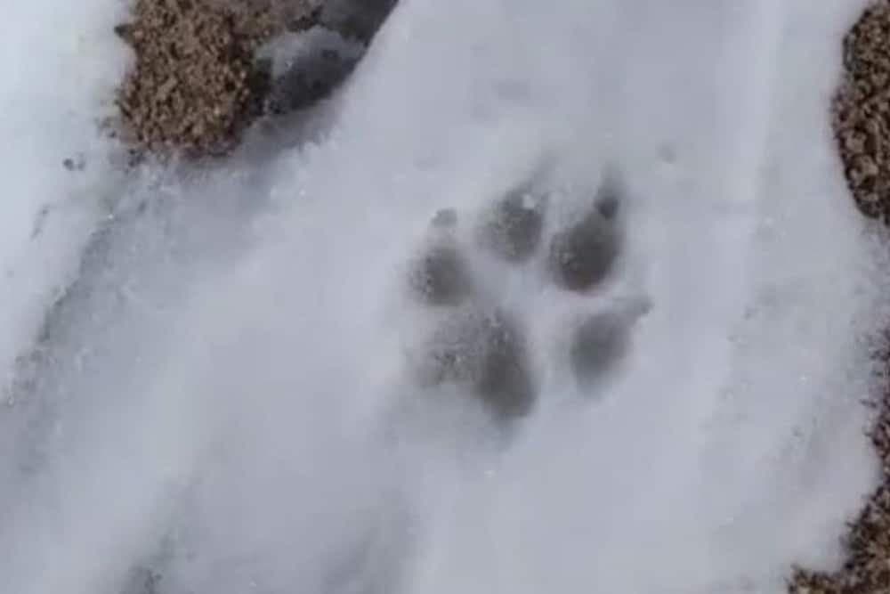 VUK ILI PAS? TRAGOVI KOJI PONEKAD ZBUNJUJU I NAJISKUSNIJE!