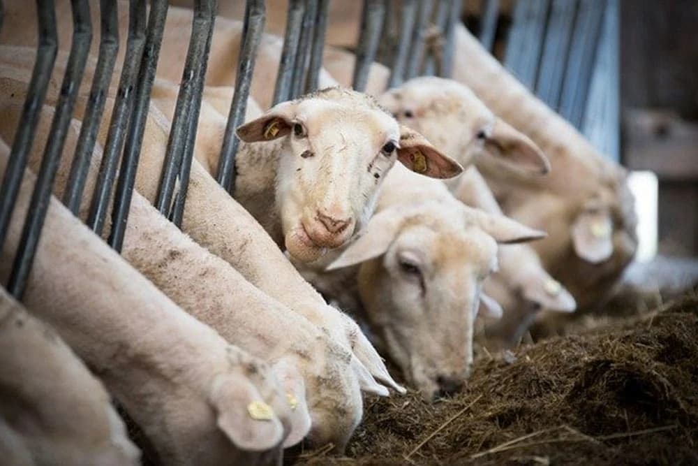 Tov zalučene jagnjadi i šilježadi