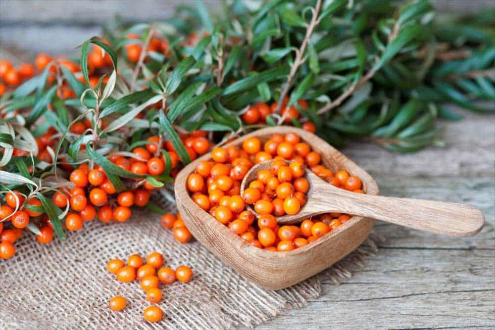 Upotreba ljekovitih biljaka u ruskoj tradicionalnoj medicini