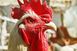 Leukoza živine – Pojava, simptomi, način liječenja