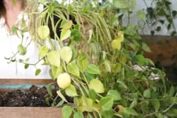 Klasična ZIMSKA GREŠKA koja vam uništava cvijeće, a lako se rješava