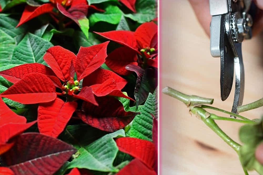 razmnožavanje božićne zvijezede