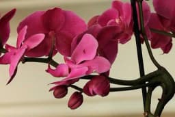 Uz par savjeta do savršeno njegovane orhideje