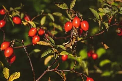 Nijedna kuća ne treba da bude bez nabranog ŠIPKA - Evo koje su njegove blagodeti