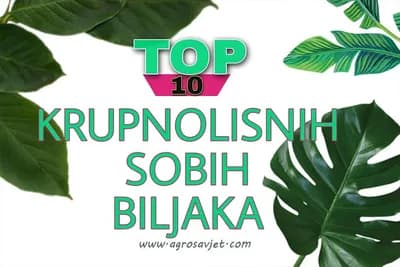 10 KRUPNOLISNIH BILJAKA KOJE MOŽETE GAJITI U VAŠEM DOMU