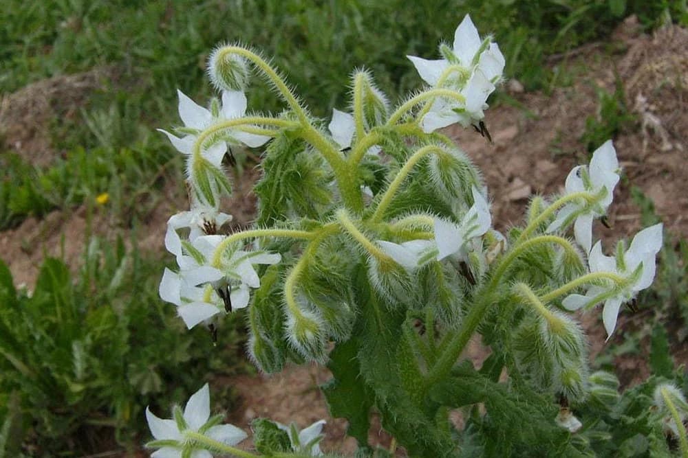 boražina
