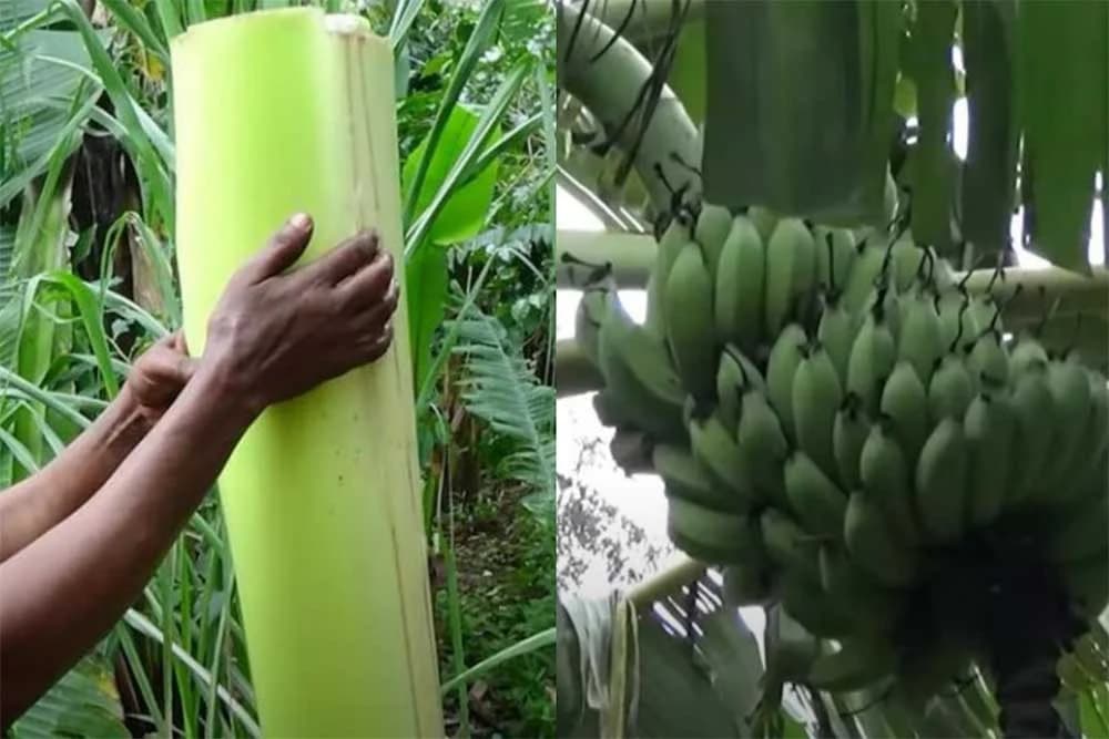 lažna banana