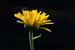 Koji su najljekovitiji dijelovi maslačka