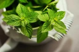 NAJSREĆNIJA BOJA I BILJKA U 2022. - Zasadite je što prije, privlači novac i blagostanje u kuću i porodicu