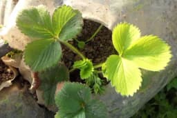 Nedostatak gvožđa u zemljištu može dovesti do propadanja biljaka, a evo i kako to da spriječite