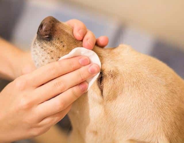 krmeljanje pasa i mačaka