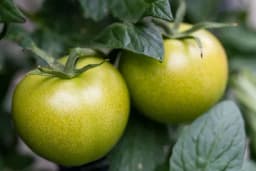 PRIJATELJSKA SADNJA - Koje biljke mogu zajedno, a koje se ne podnose