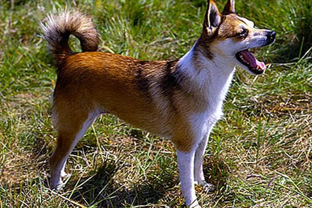 Norveški lundehund