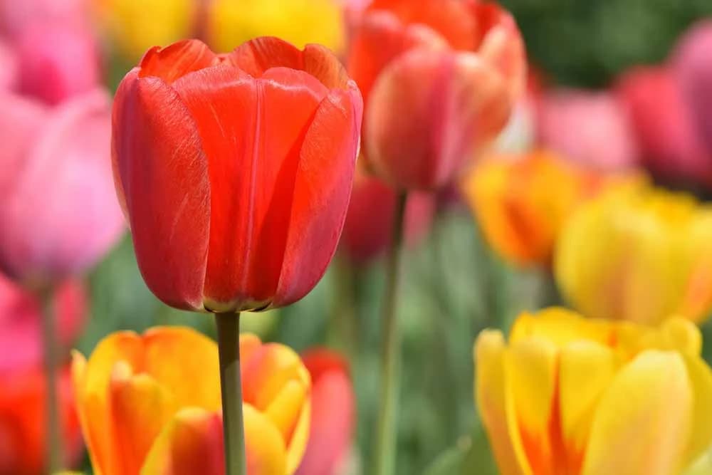 tulipani