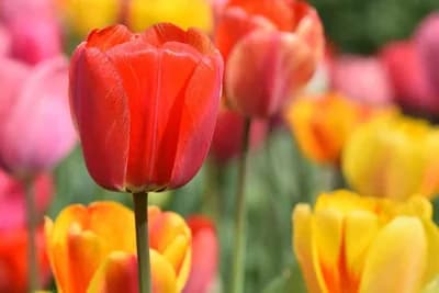 Počinje sadnja tulipana, šta je sve potrebno da bi raskošno cvjetali?