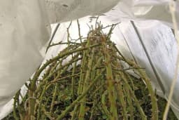 5 uobičajenih zabluda o zaštiti i prezimljavanju ruža