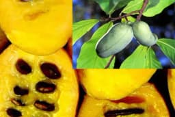 Asmina ili indijska banana - Otporna na niske zimske temperature (- 30 ºC)