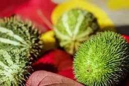 Čaj od DIVLJEG KRASTAVCA pomaže kod liječenja cijelog organizam