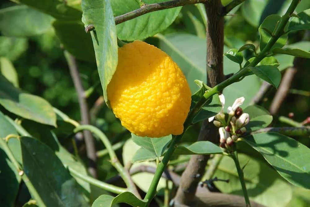 drvo limuna