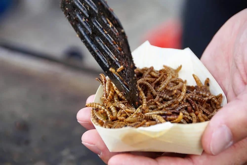 insekti kao hrana