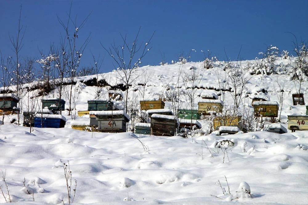 košnice pokrivene snijegom