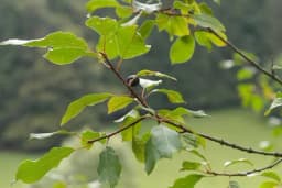 Krušina - Čaj od kore ove biljke pomaže protiv hroničnog zatvora!