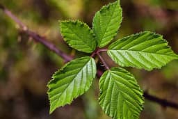 Razmnožite kupine vrhom stabljike