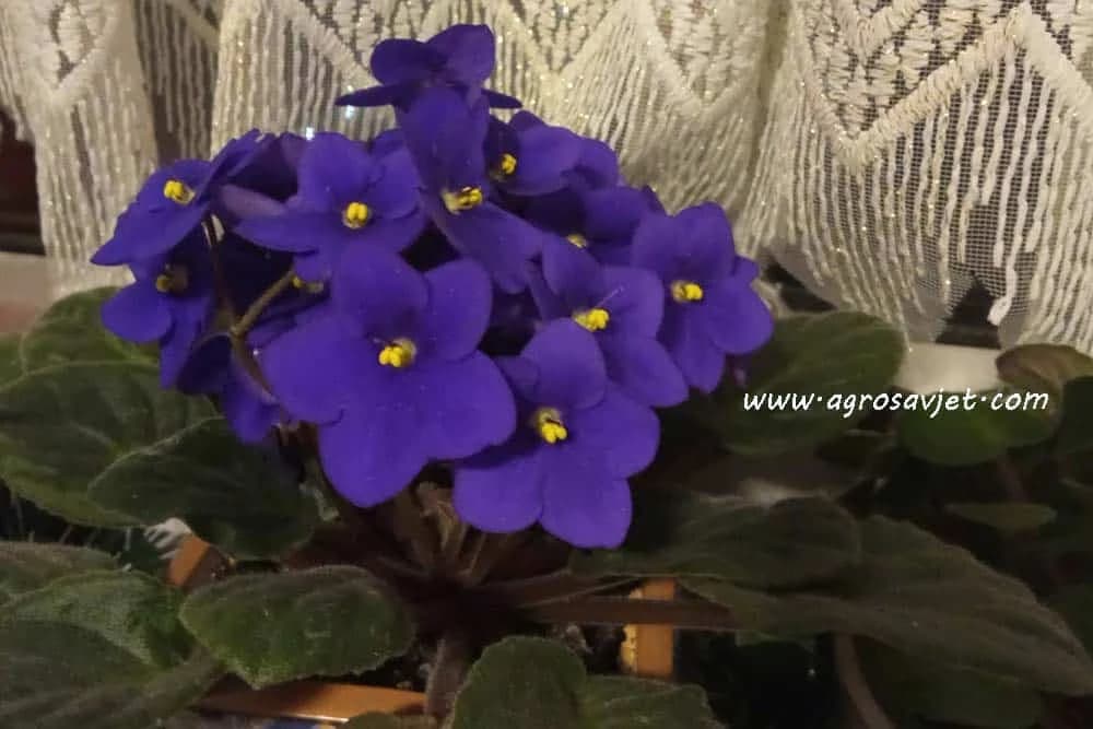 afrička ljubičica