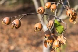 Ovo zaboravljeno voće je sigurna investicija