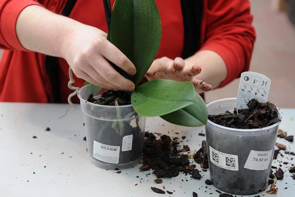 presađivanje orhideje