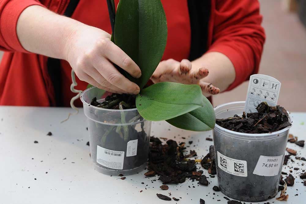 presađivanje orhideje