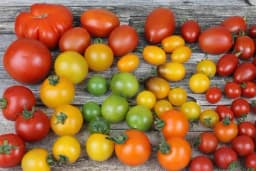Boja paradajza otkriva njegov ukus - Prepoznajte najbolji