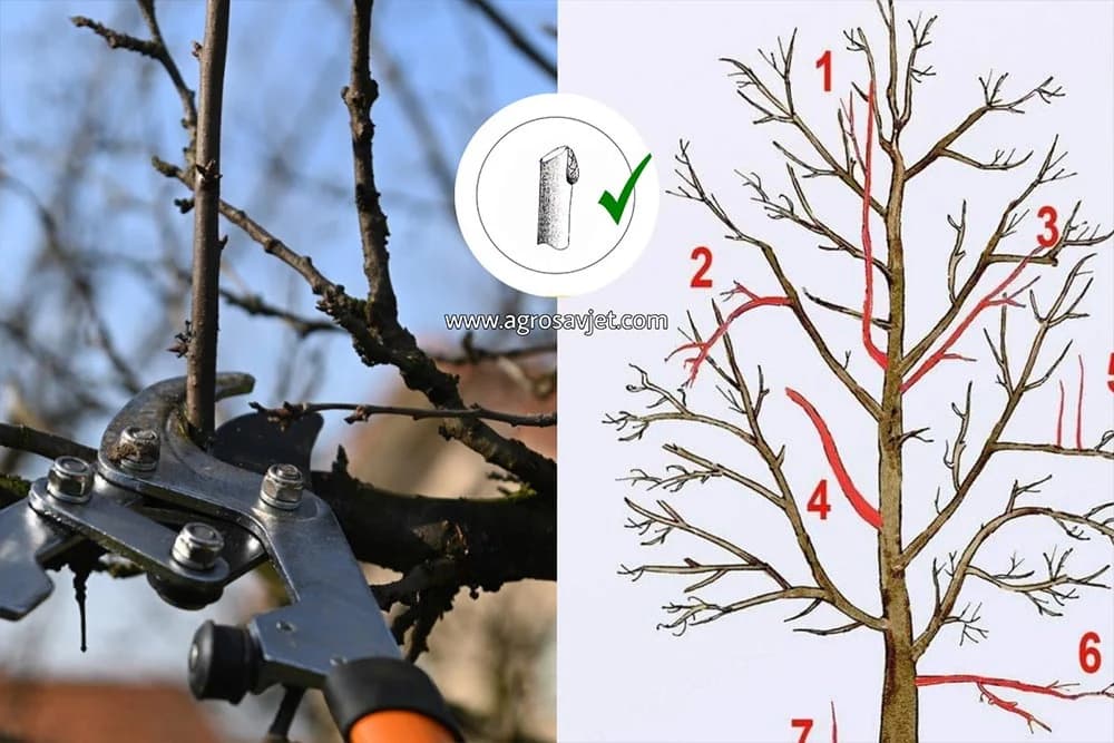 PRAVILNO OREZIVANJE GRANA - Slikovit prikaz koji će vam pomoći da sami orežete voće