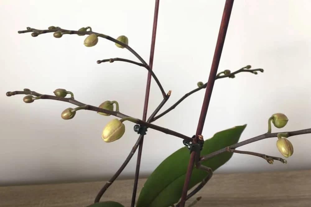 pupoljci i grane na orhideji