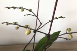 Premažite pupoljke orhideje sa ALOJOM i dobićete razgranatu biljku prepunu cvjetova! /VIDEO/