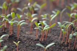 Poleganje rasada povrća i cvijeća - Simptom i suzbijanje