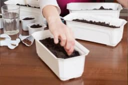 Kako izračunati vrijeme sjetve sjemena za rasad