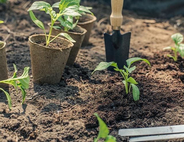 vrijeme sjetve rasada