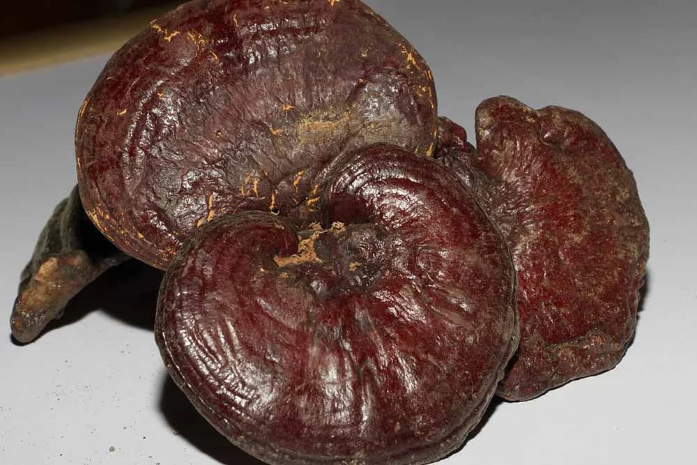 reishi gljive