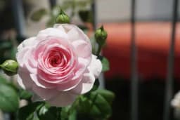 Kako uzgajati ruže na balkonu - Nekoliko savjeta za zagarantovan uspijeh